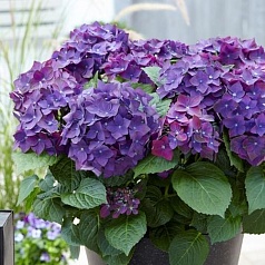 Гортензия крупнолистная 'Дип Перпл'