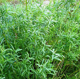 Полынь эстрагонная (эстрагон, тархун, драконья трава)