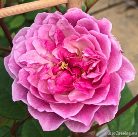 Роза 'Романтик Силуэтта' (плетистая) (розовая)