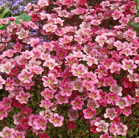 Камнеломка Арендса 'Альпина Роуз'