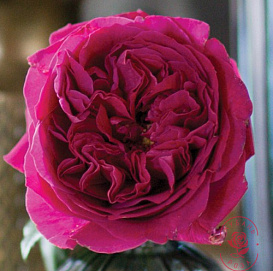 Роза 'Кейт' (чайно-гибридная)(пурпурно-малиновая)
