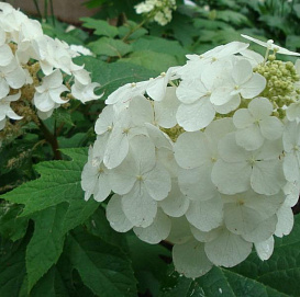 Гортензия дуболистная 'Сноу Квин'