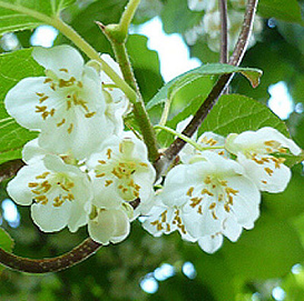 Актинидия мужская