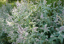 Мята душистая 'Сильвер'