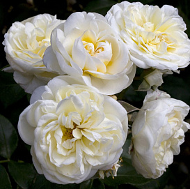 Роза 'Леди Романтика' (флорибунда) (белая)