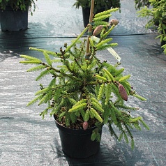 Ель обыкновенная (европейская) 'Акрокона'