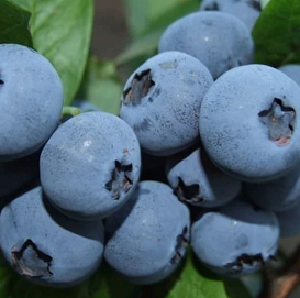 Голубика высокорослая 'Дарроу'