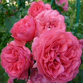 Роза 'Розариум Ютерсен' (шраб, плетистая) (малиново - красная)