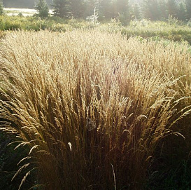 Луговик дернистый (щучка) 'Бронзешляйер'