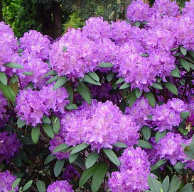 Рододендрон гибридный (азалия) 'Альфред' (лиловый)