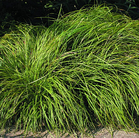 Осока охименская