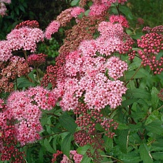 Спирея Бумальда