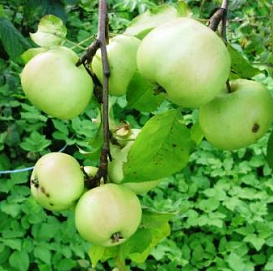 Яблоня домашняя 'Брат Чудного'