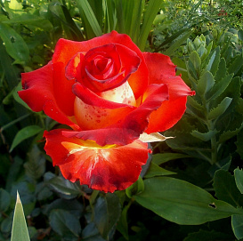Роза 'Легенда' (чайно-гибридная) (ярко - красная)