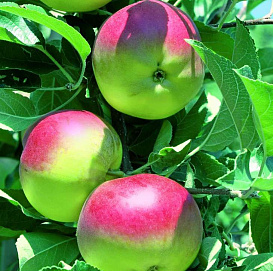 Яблоня домашняя 'Москвичка'