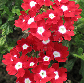Вербена гибридная компактная 'Кварц Ред виз Ай.' (красная с белым глазком)