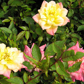 Роза 'Триколор' (миниатюрная) (розово - желтая)