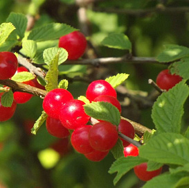 Вишня войлочная 'Утро'