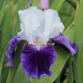Ирис германский (бородатый) 'Сноумаунд' 