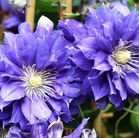 Клематис крупноцветковый 'Кири Те Канава'