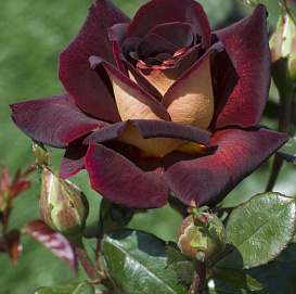 Роза 'Эдди Митчел' (чайно-гибридная) (бордово - желтая)