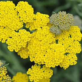 Тысячелистник обыкновенный (парковый) 'Муншайн'