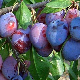 Слива 'Дашенька'