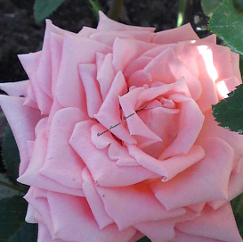 Роза 'Пикуба' (чайно-гибридная) (розовая)