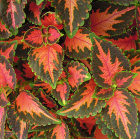 Колеус Блюма 'Визард Корал Санрайз' (красный с роз. прож. и зел. краями)