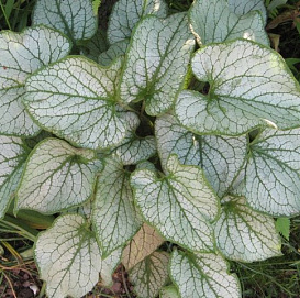 Бруннера крупнолистная 'Джек Фрост'