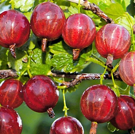 Крыжовник 'Салют'