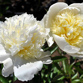 Пион травянистый 'Чарльз Уайт'