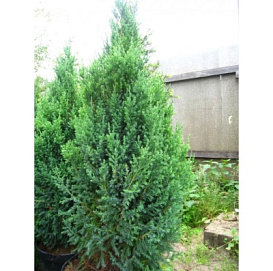 Можжевельник китайский 'Монарх'