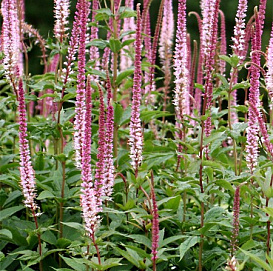 Вероникаструм виргинский 'Пинк Глоу' (розово - белый)