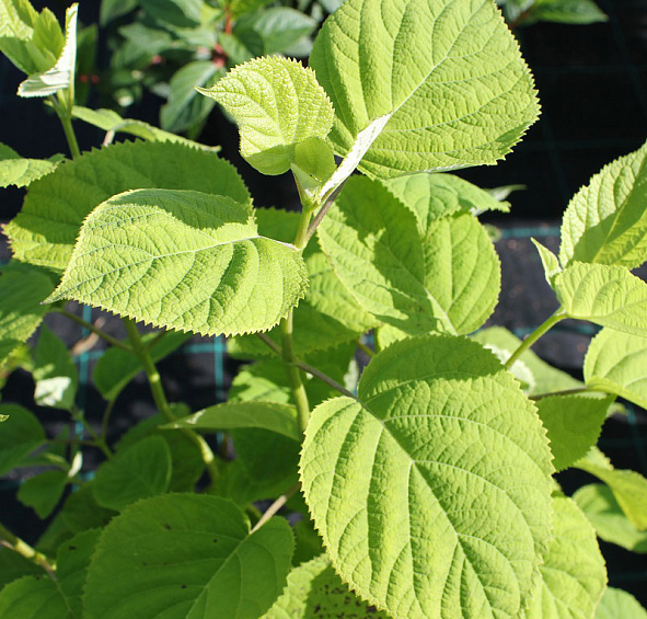 Гортензия метельчатая 'Грандифлора'