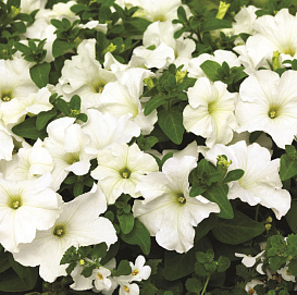 Петуния (сурфиния) гибридная 'Из Ридер Уайт' (белая)
