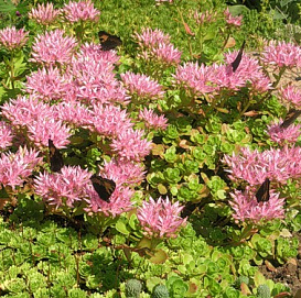 Седум ложный (Очиток) 'Розеум'