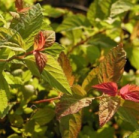 Спирея японская 'Файерлайт'