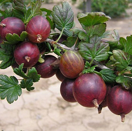 Крыжовник 'Гулливер'