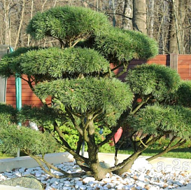 Сосна горная бонсай