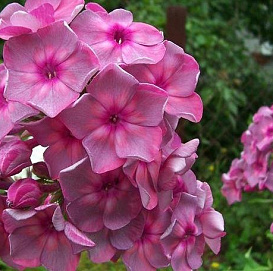 Флокс метельчатый 'Анна Каренина' (розовый)