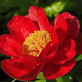 Пион молочноцветковый 'Америка' (красный анемоноцветный)