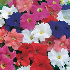 Петуния (сурфиния) гибридная 'Дримс' (смесь)