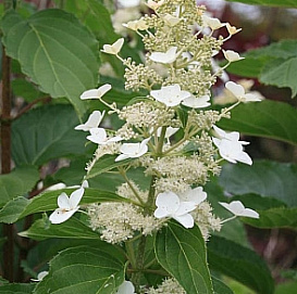 Гортензия метельчатая 'Папилон'