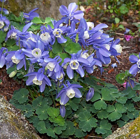 Аквилегия вееровидная 'Камео Блю-Уайт' ( сине-белая)