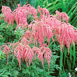 Астильба тунберга  