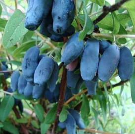 Жимолость съедобная 'Золушка'