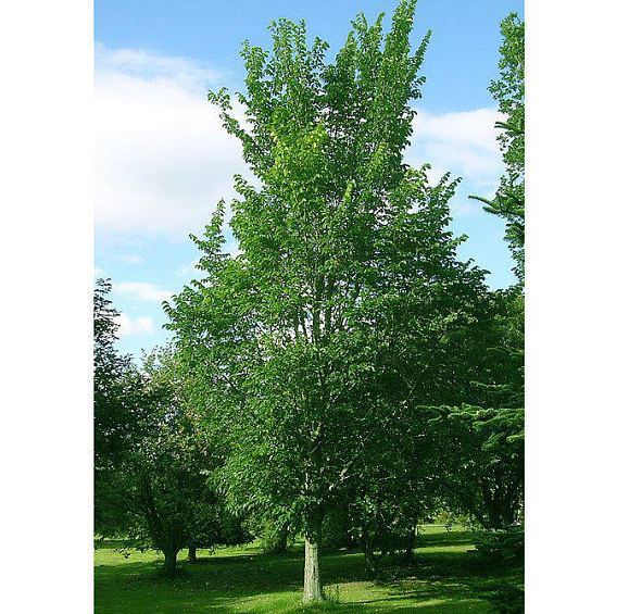 Вяз Давида (восточный, японский) 'Додоенс'