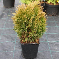 Туя западная 'Мики'