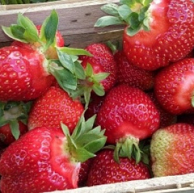 Земляника (клубника) 'Магнус'